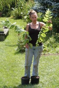 A Giant Among Plants: Grow ‘Solomon’s Seal’ as a Native Medicinal Image